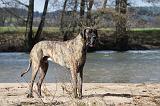 DOGUE ALLEMAND 183
